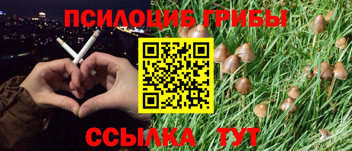Псилоцибиновые грибы мицелий Тула